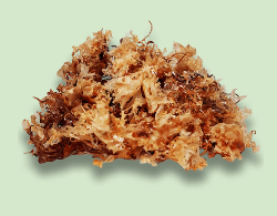 Wild Sea Moss