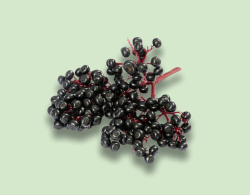 Elderberry